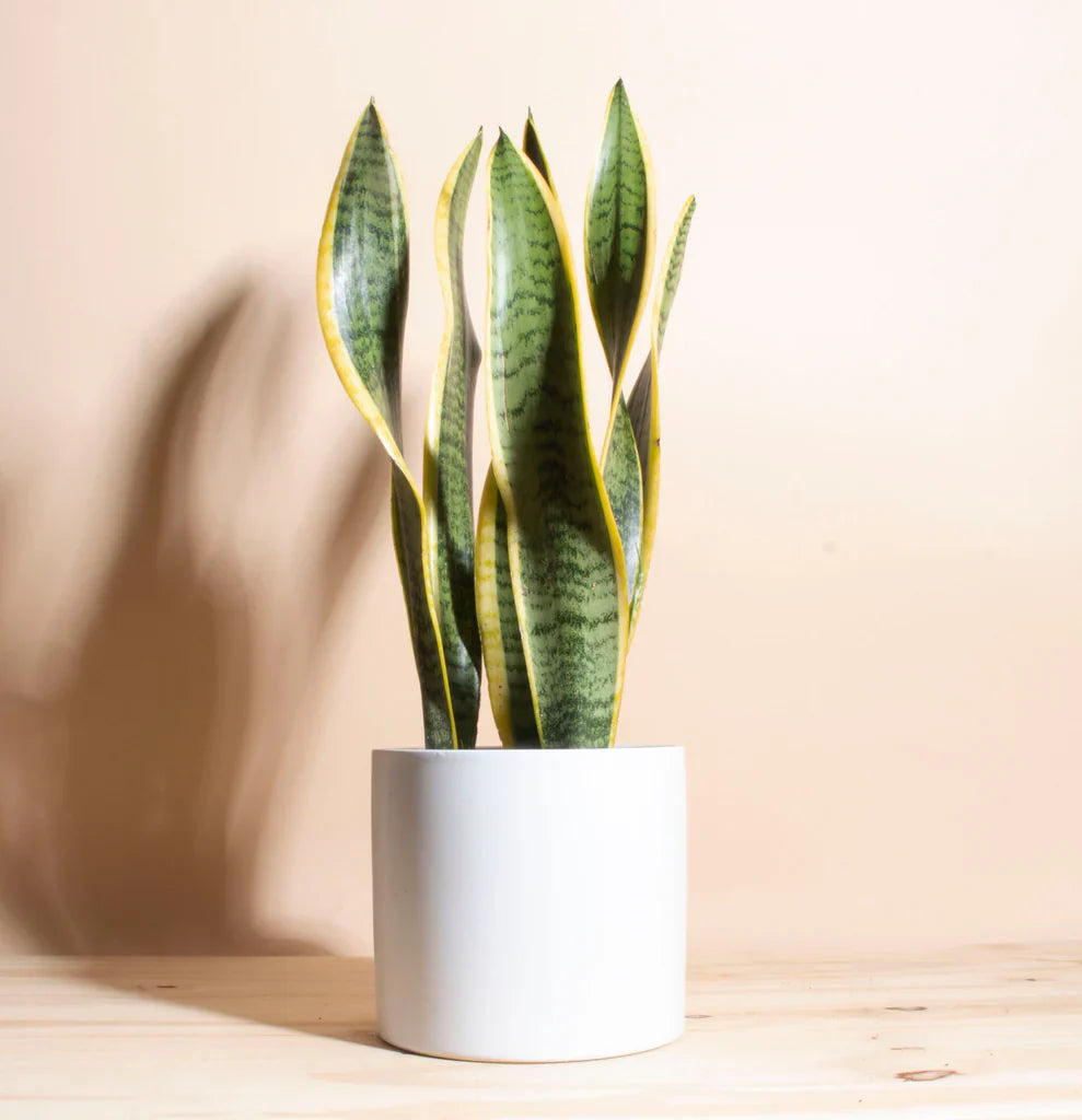 Air Purifying Plants