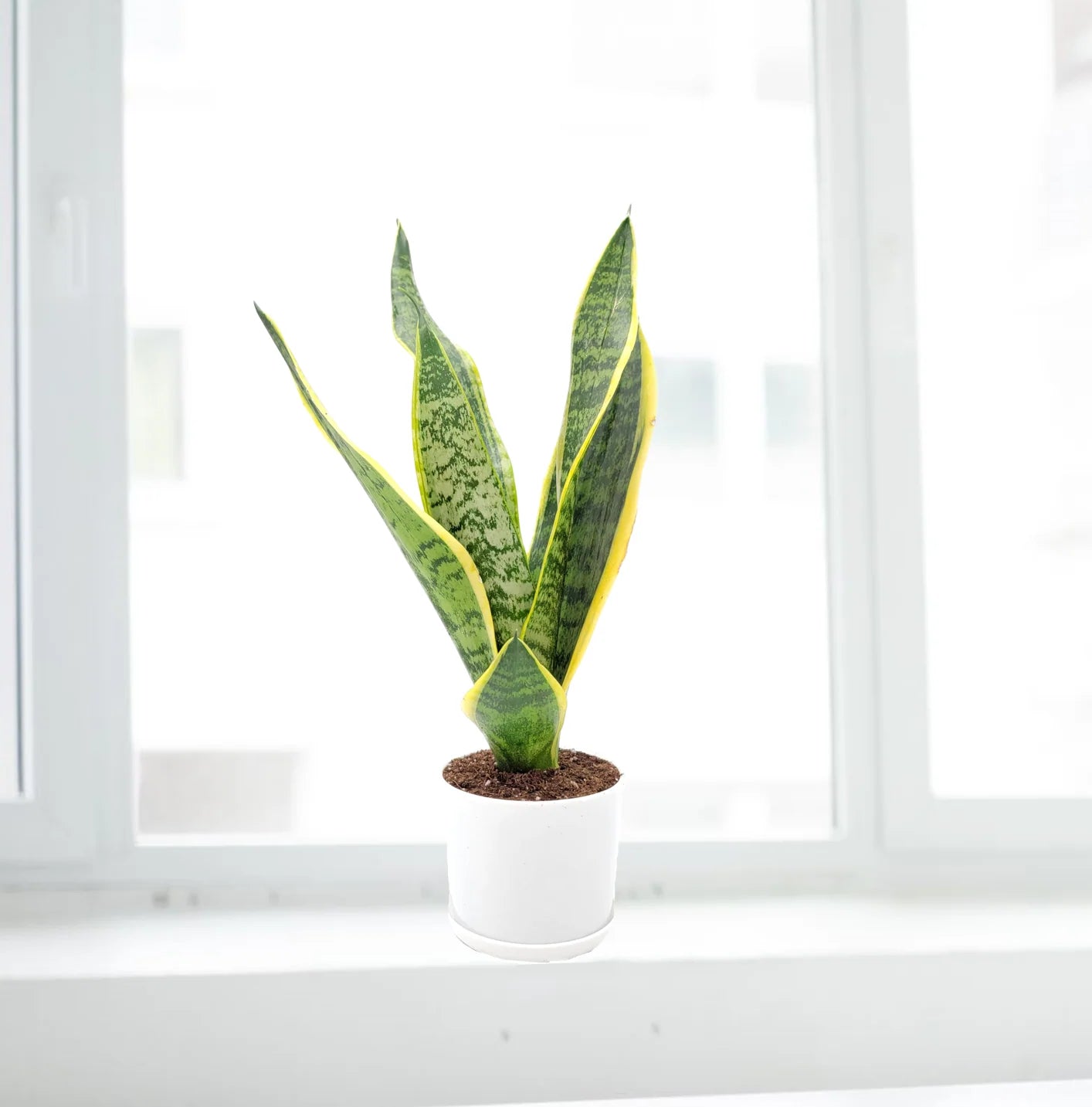 Snake Plant