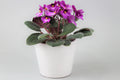 African Violet