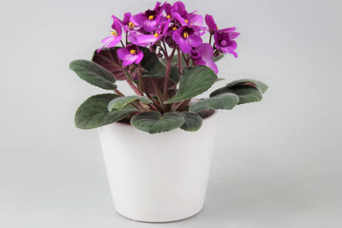 African Violet