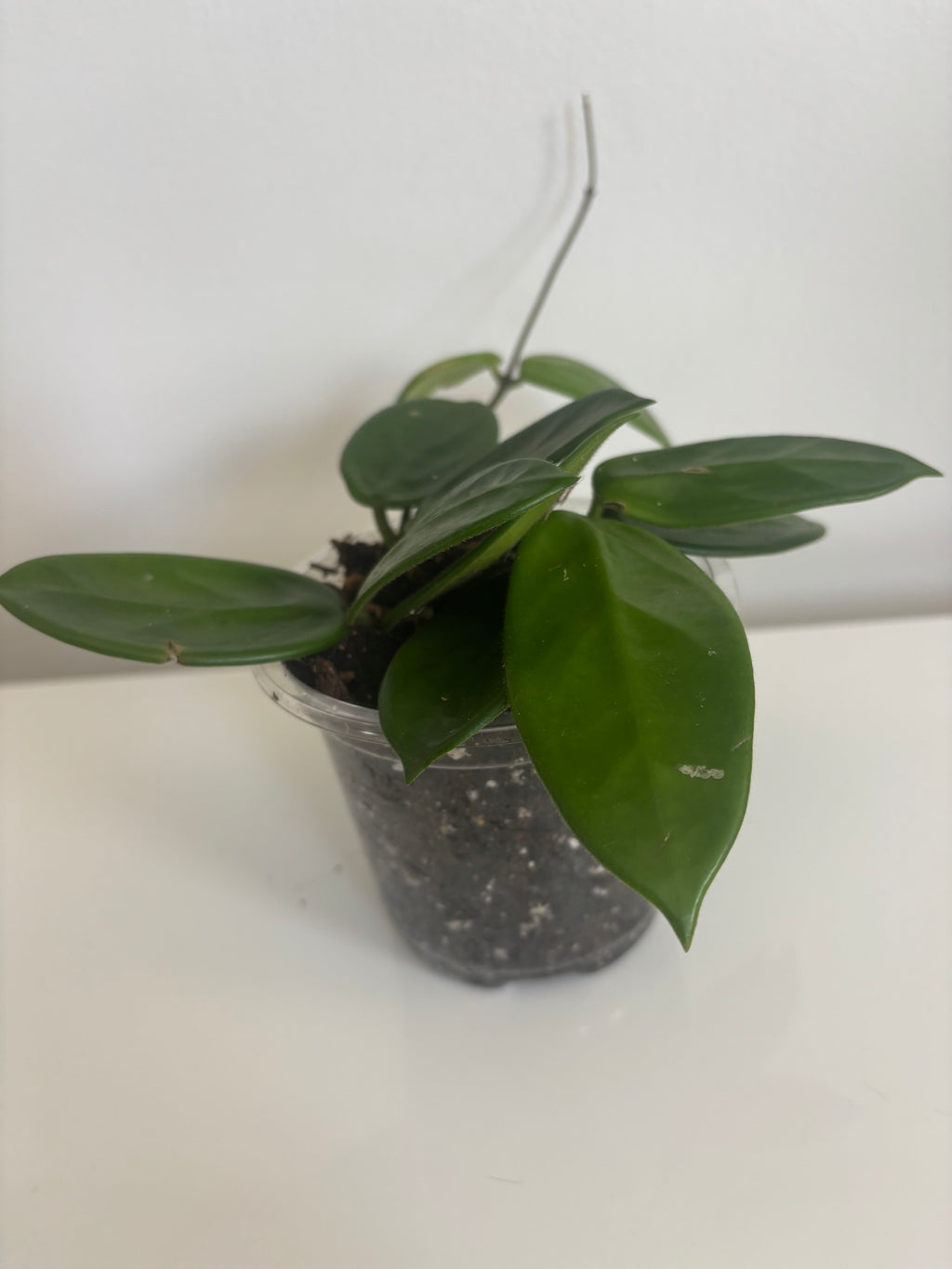 Hoya Vangviengiensis