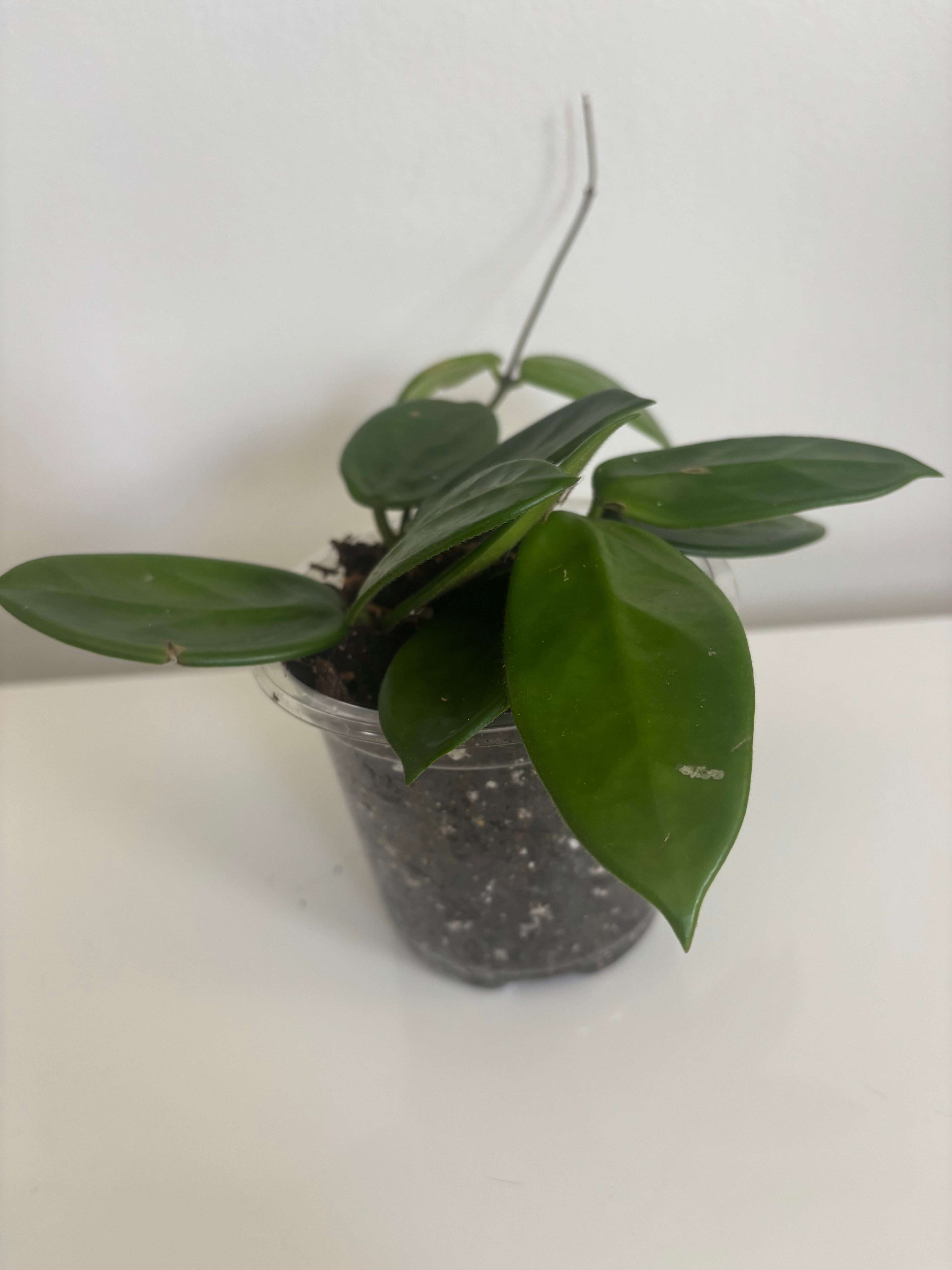 Hoya Vangviengiensis