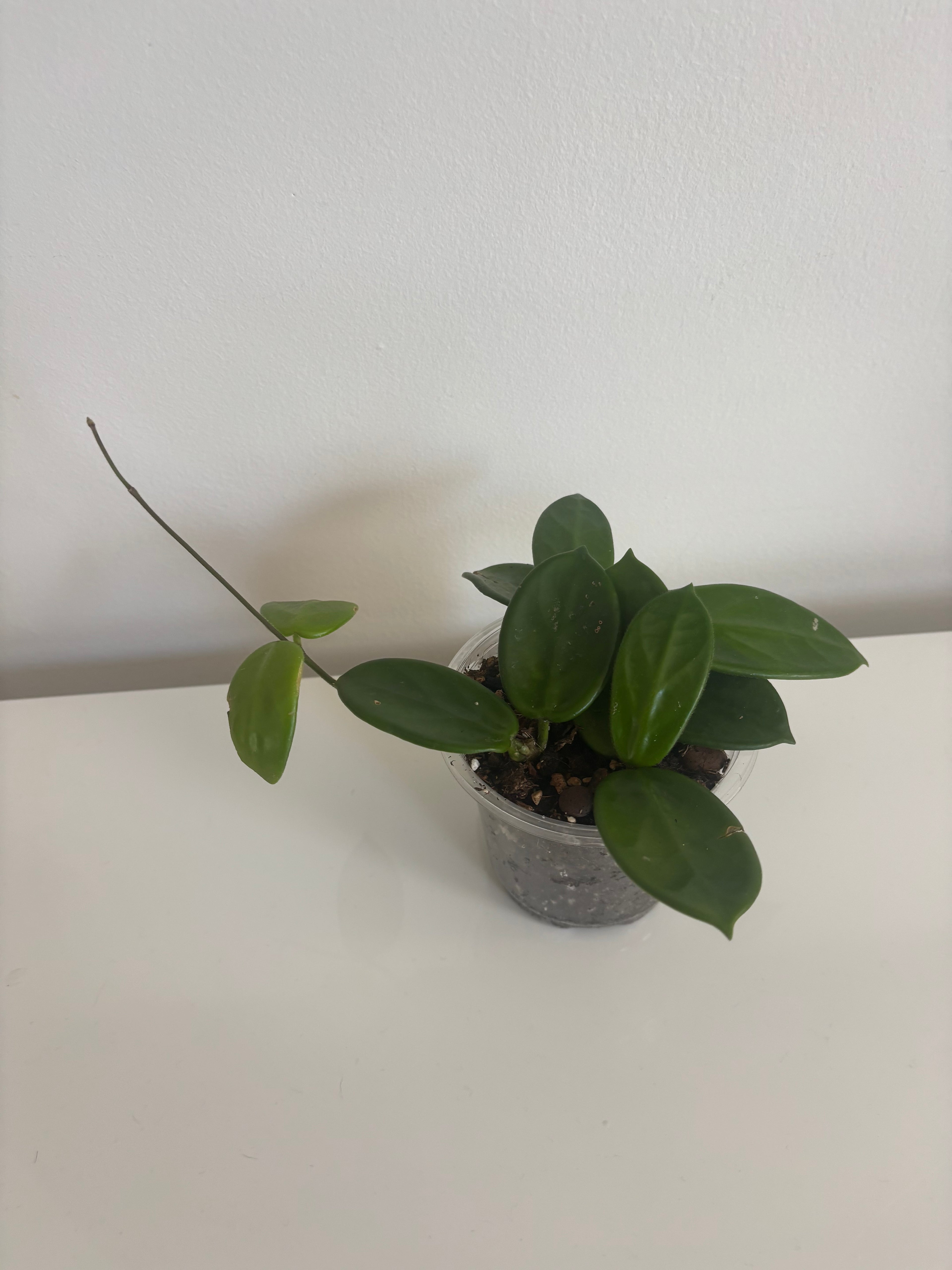 Hoya Vangviengiensis