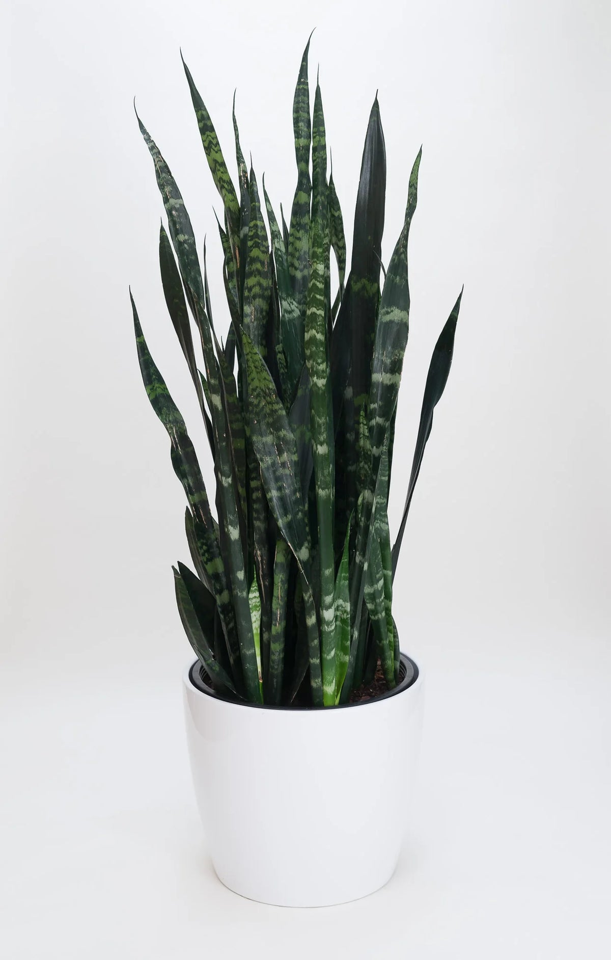 Snake Plant