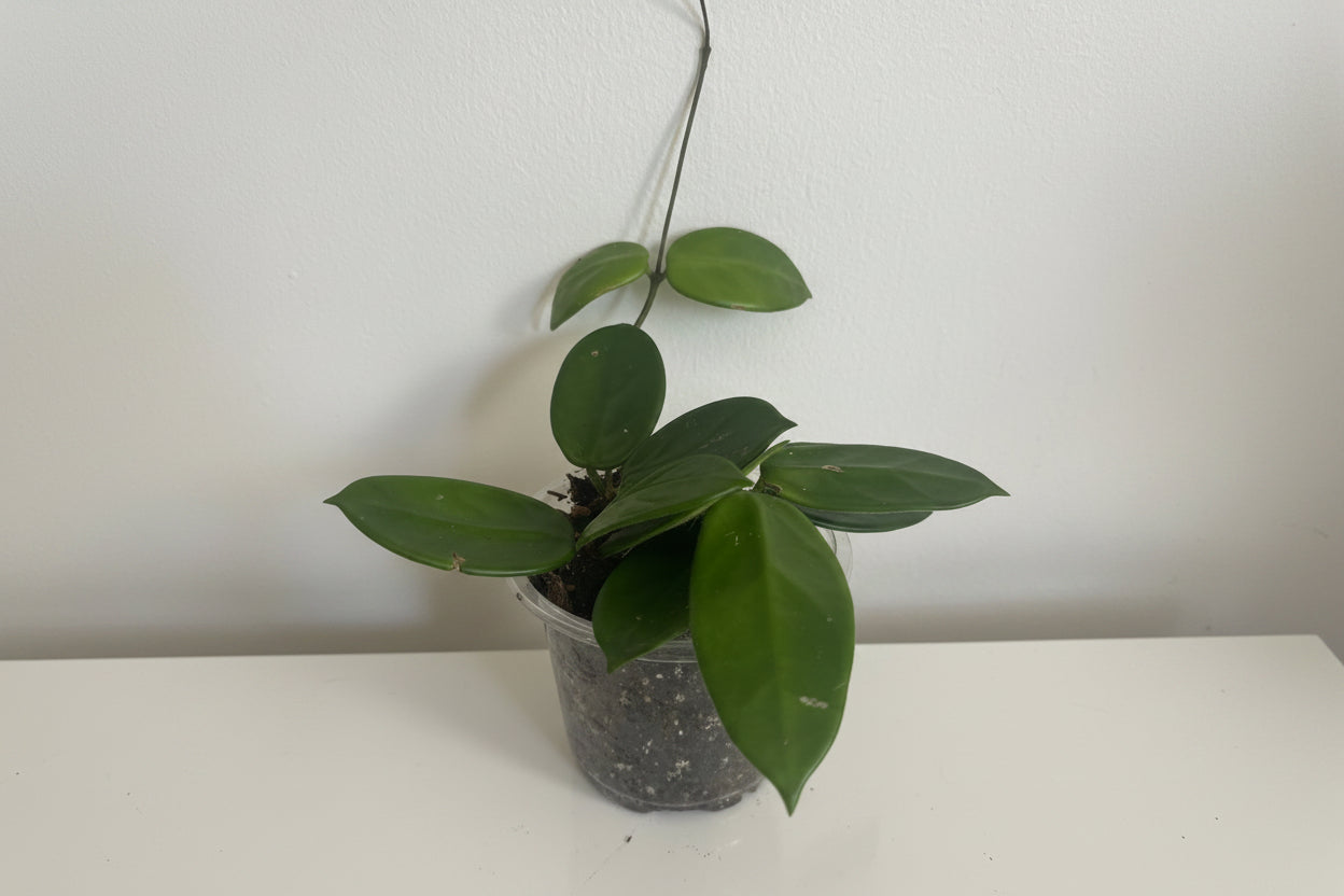 Hoya Vangviengiensis