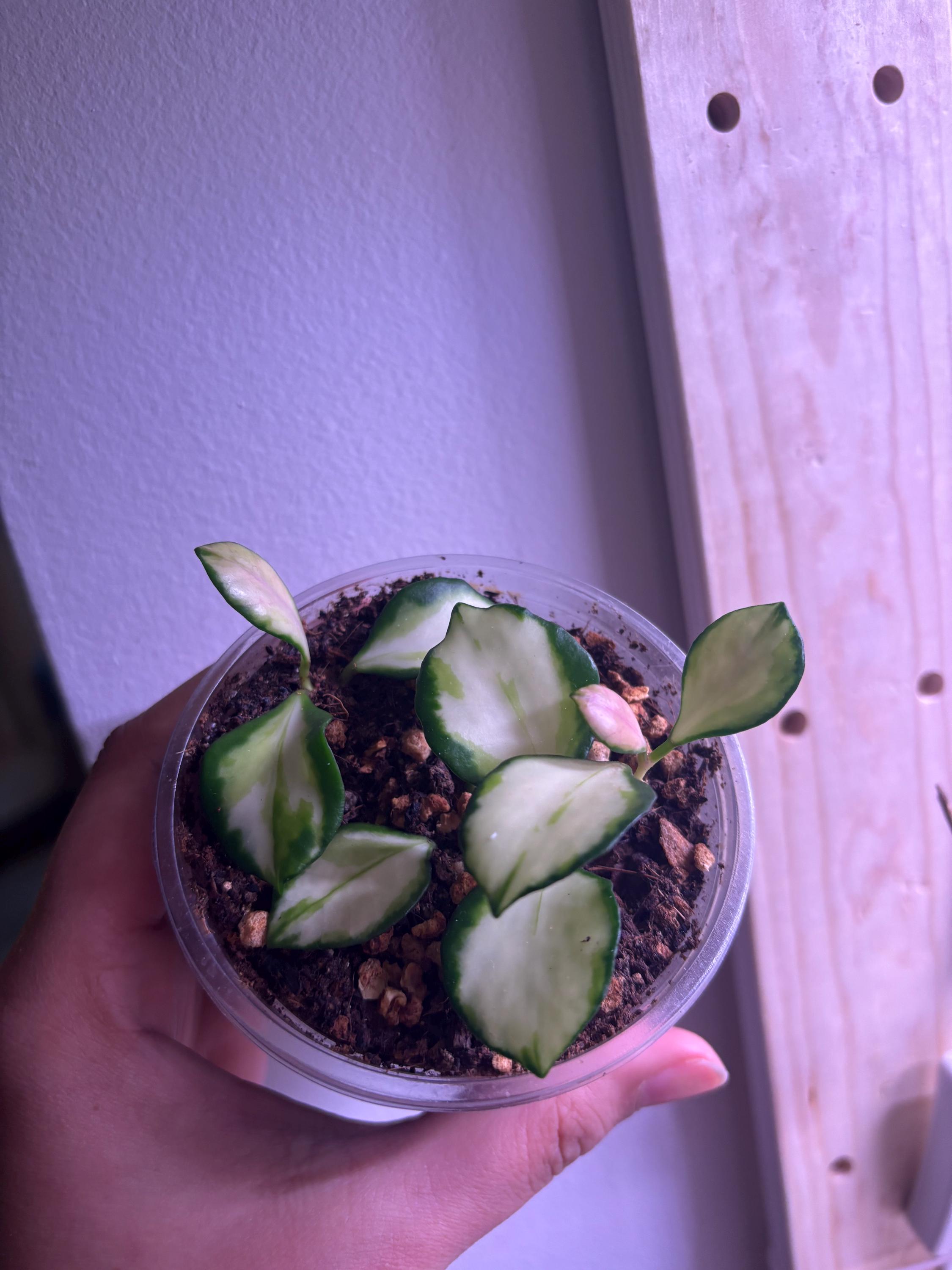 Hoya Heuschkeliana Variegata