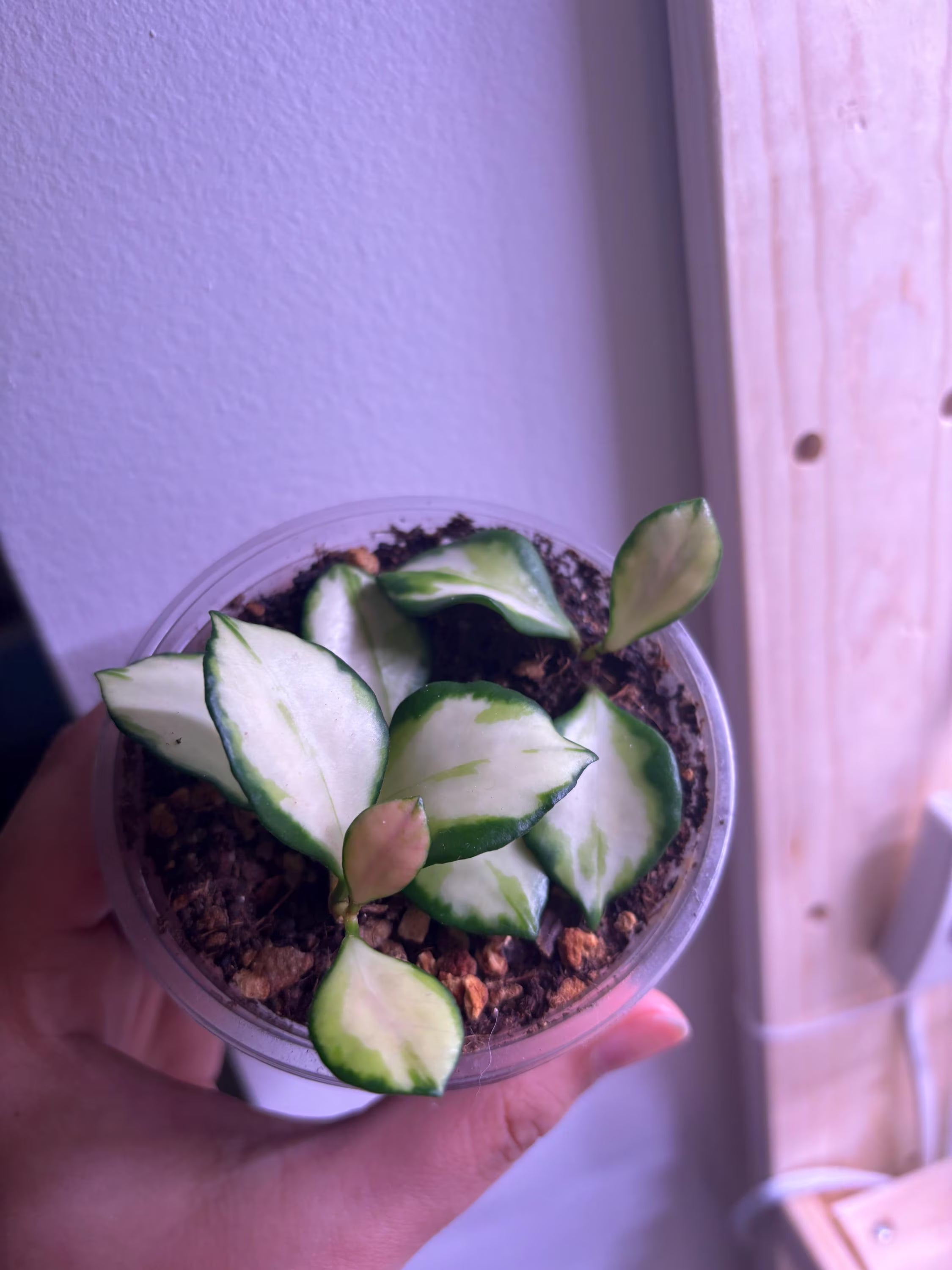Hoya Heuschkeliana Variegata