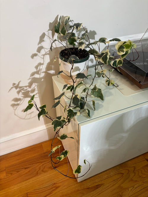 English Ivy Variegated