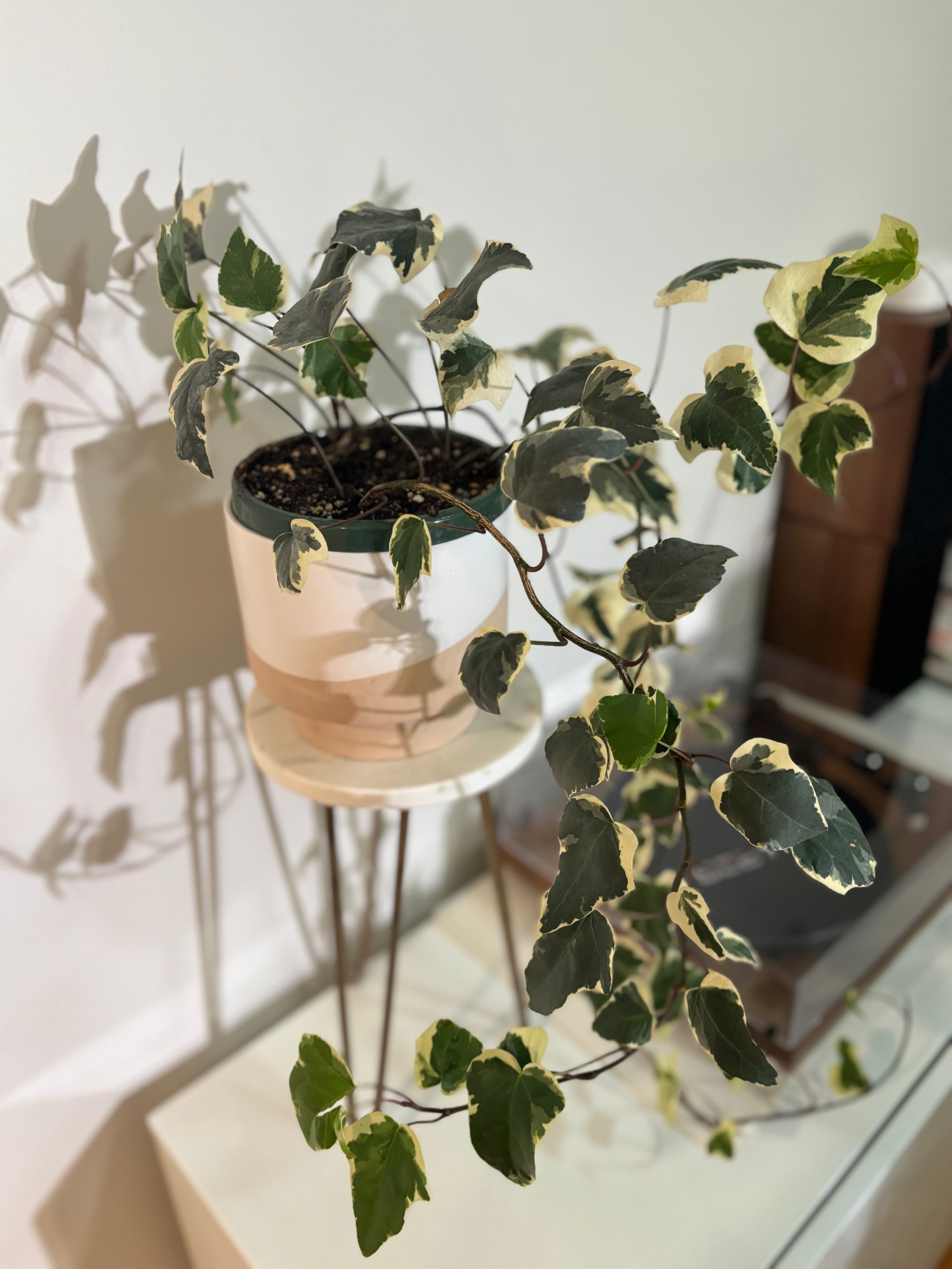 English Ivy Variegated