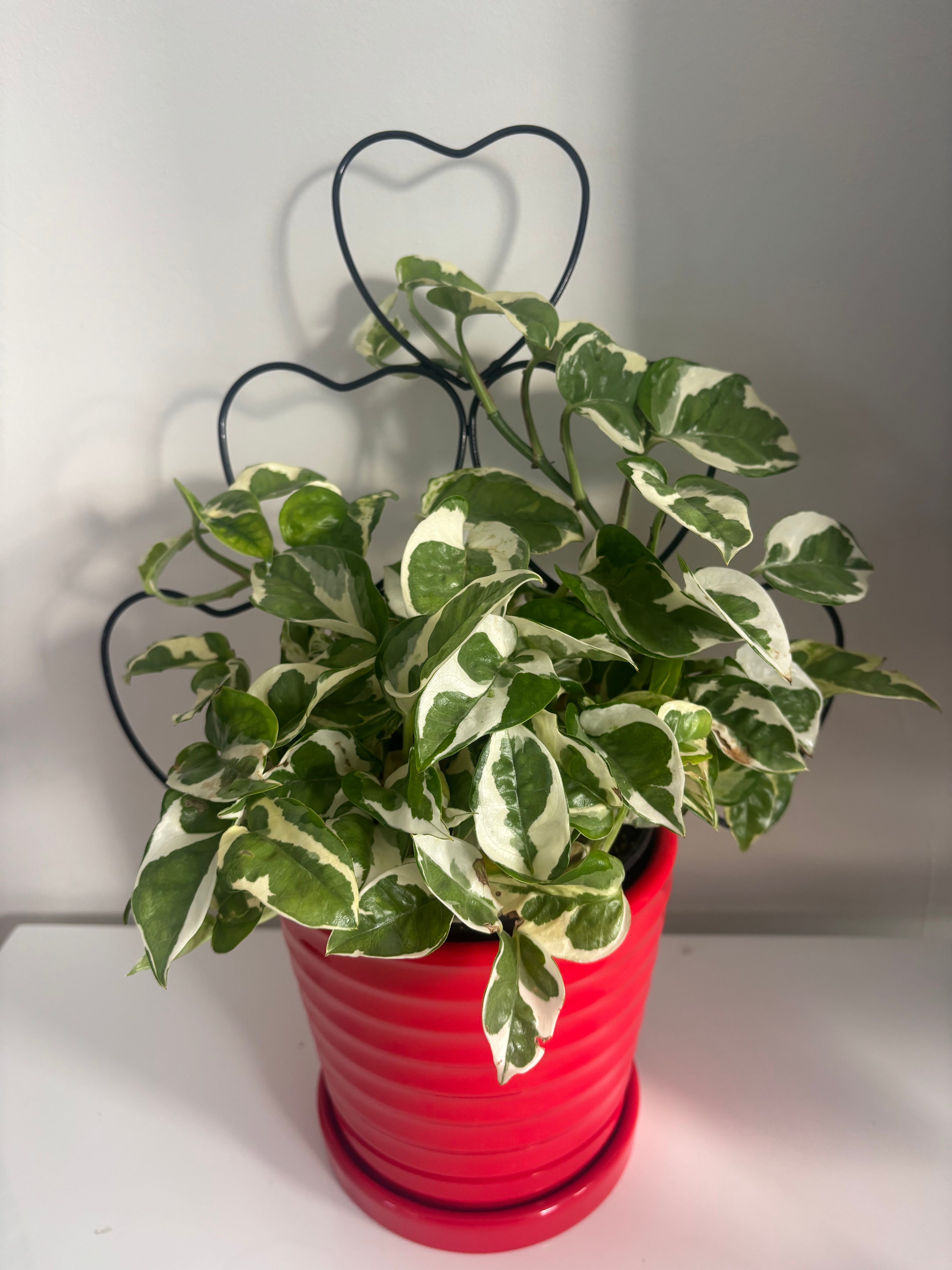 Pearls and Jade Pothos on Trellis