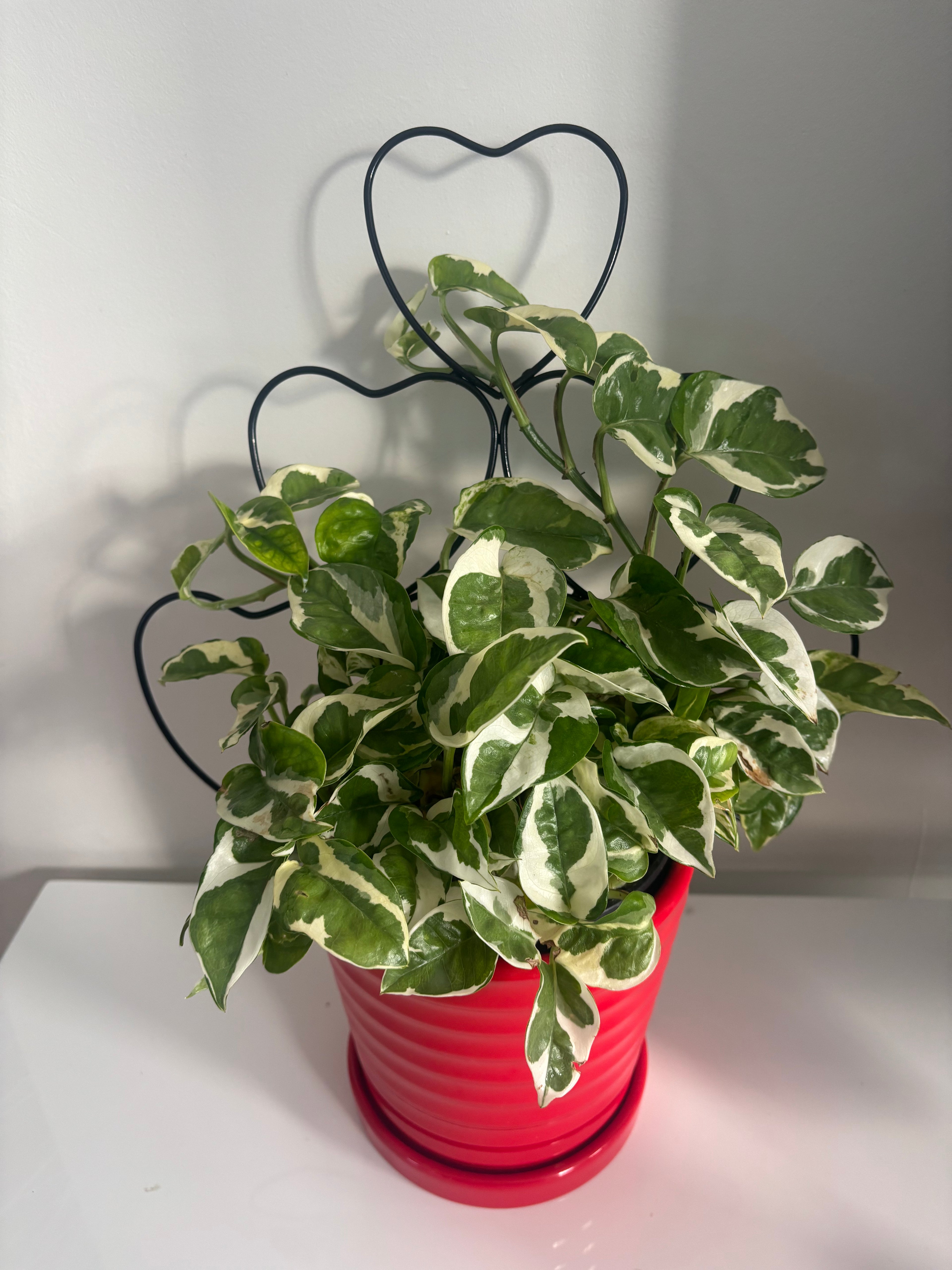 Pearls and Jade Pothos on Trellis
