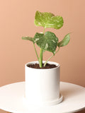 Monstera Thai Constellation 6"