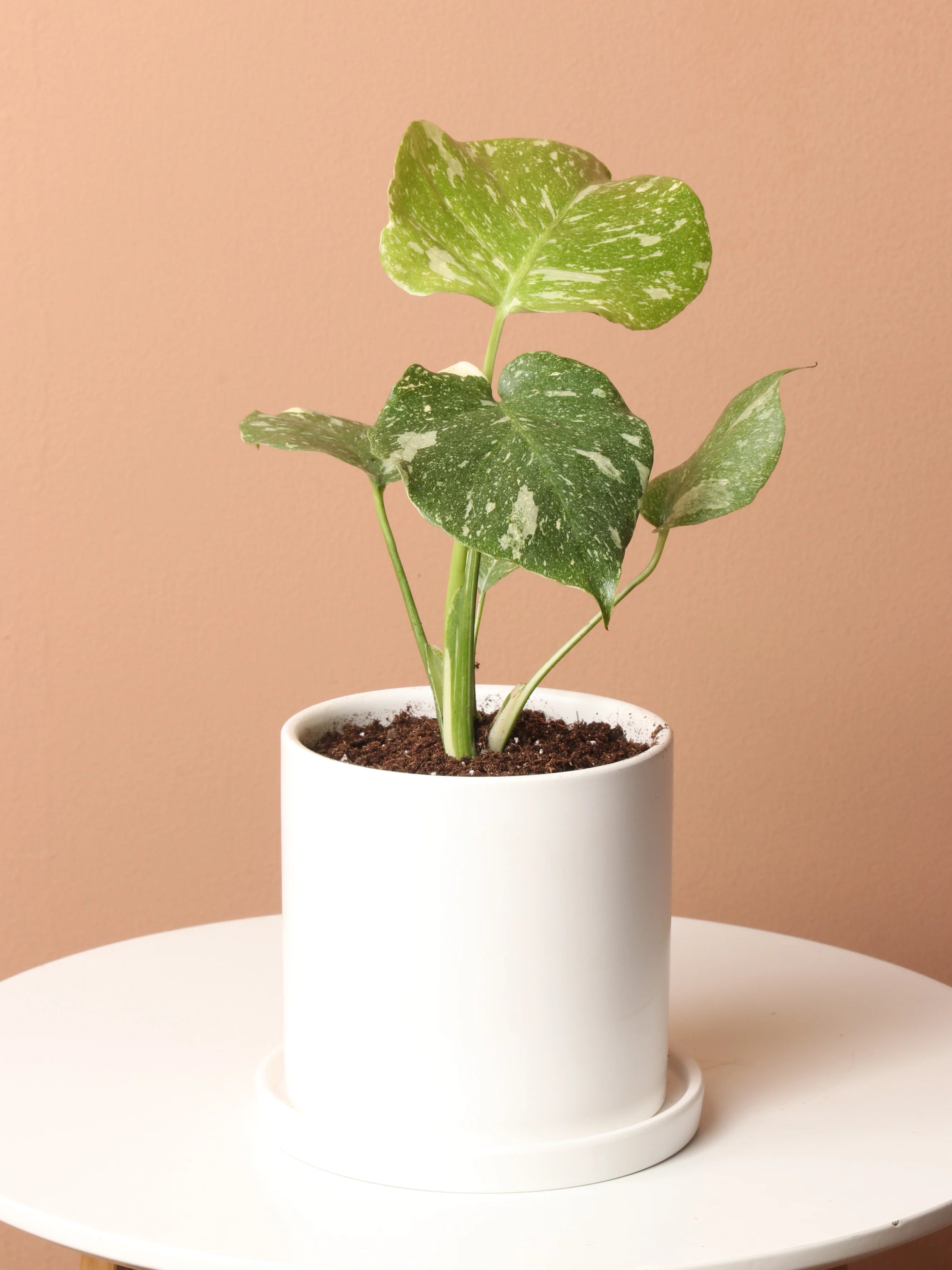 Monstera Thai Constellation 6"