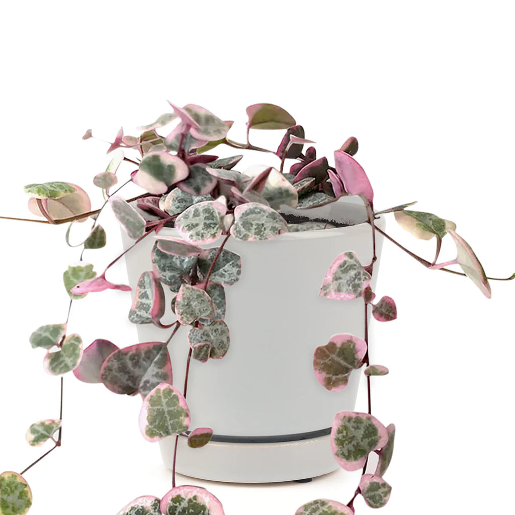 String of Hearts