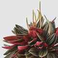 Peperomia Rosso