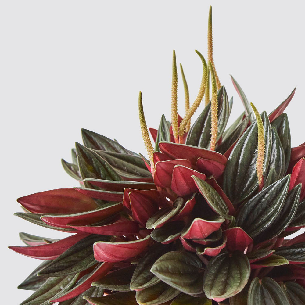 Peperomia Rosso