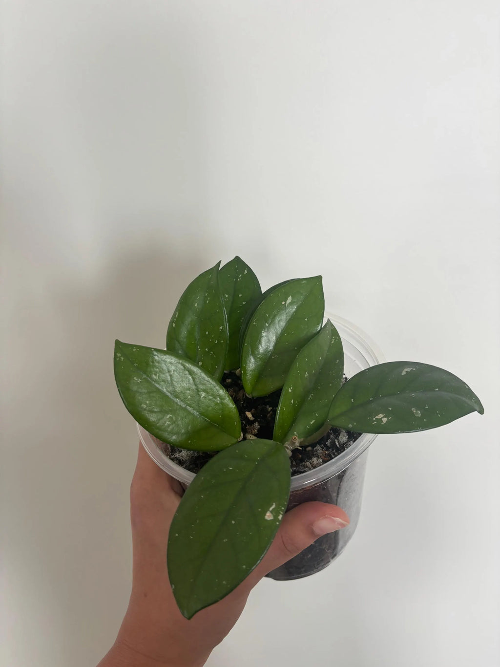 Hoya Carnosa Splash