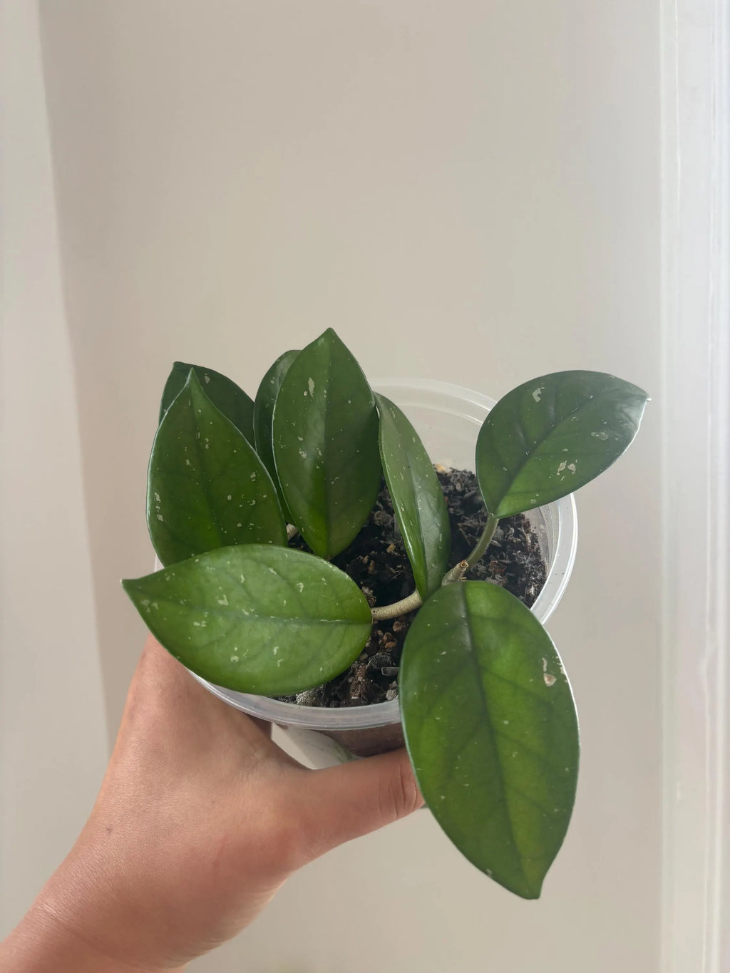 Hoya Carnosa Splash