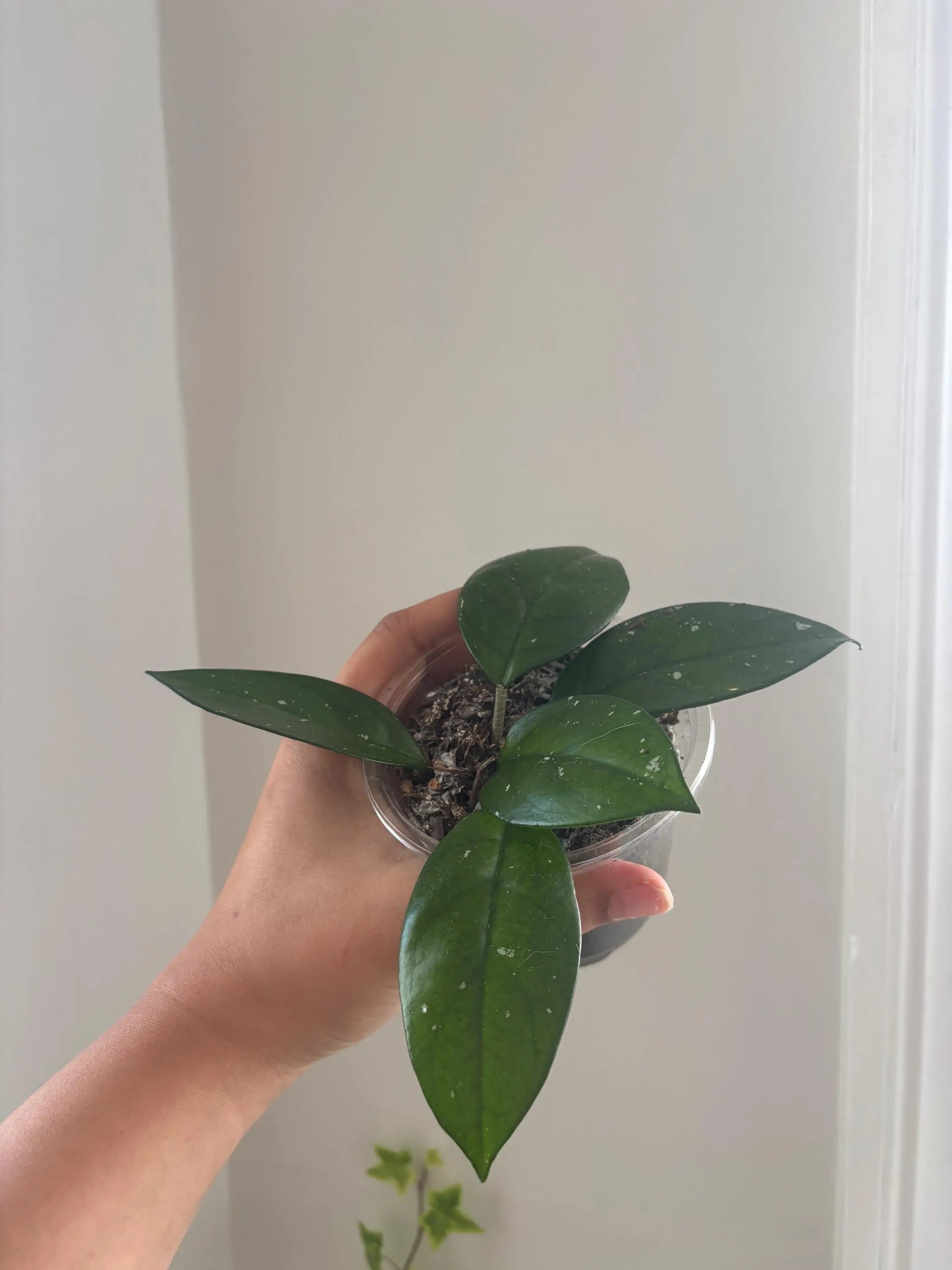 Hoya Carnosa Splash