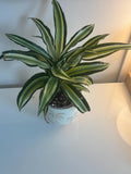Corn Plant - Dracaena Fragrans "Silver Urchin"