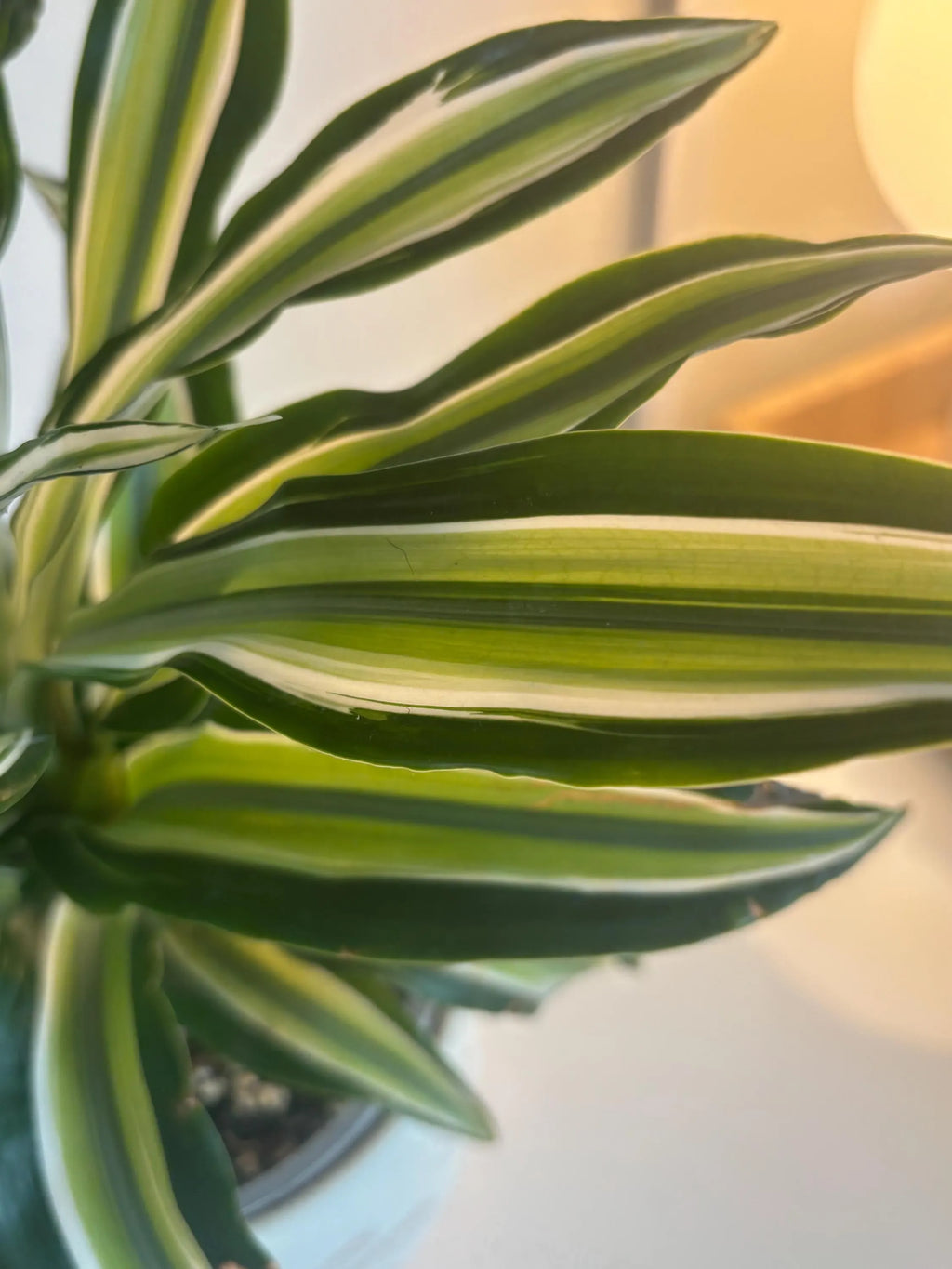 Corn Plant - Dracaena Fragrans "Silver Urchin"