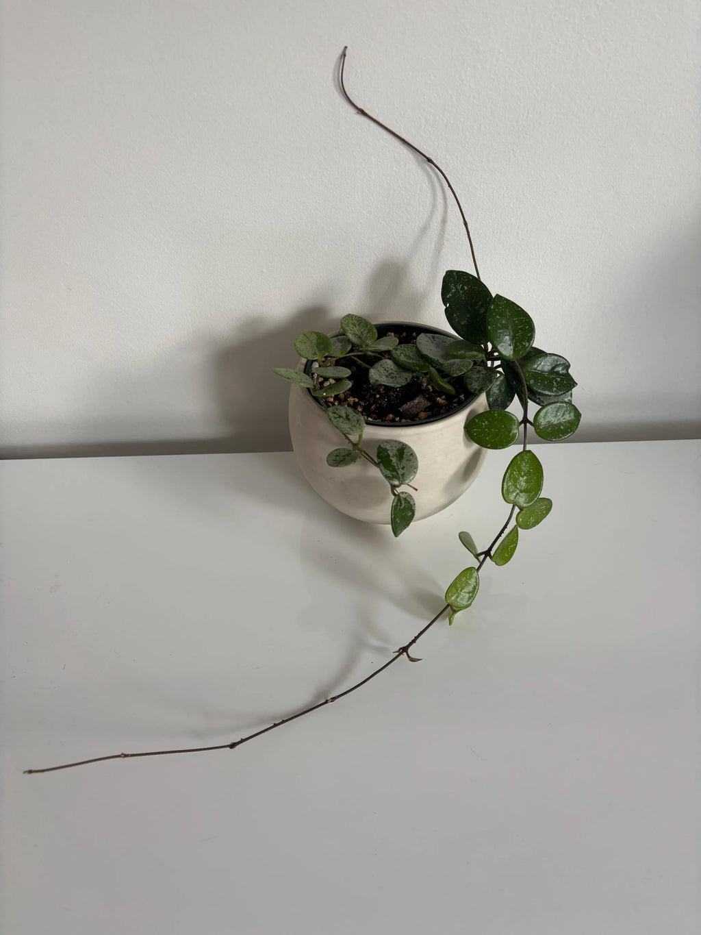 Hoya Mathilde Splash