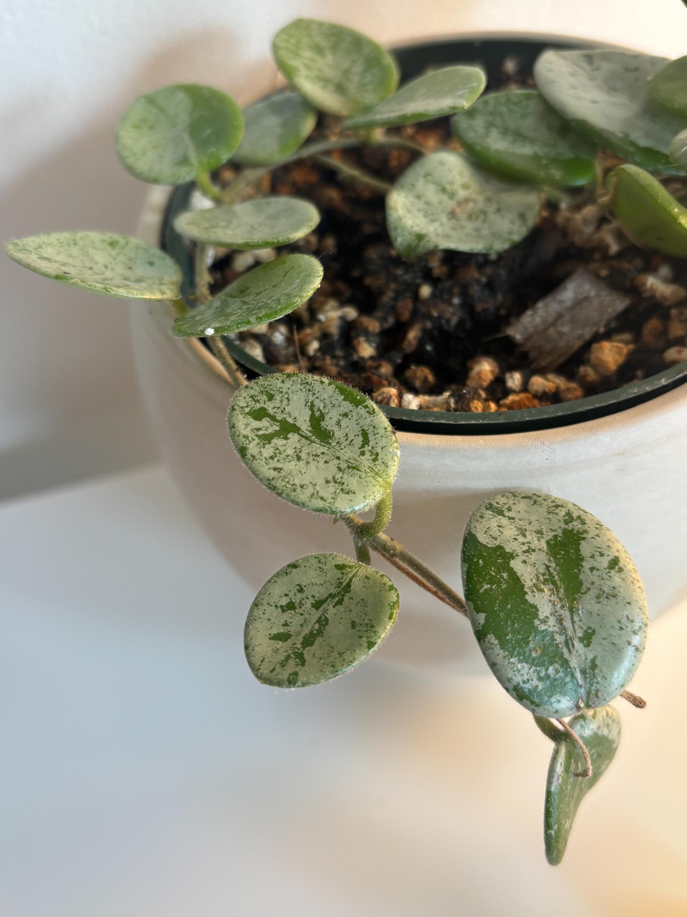 Hoya Mathilde Splash