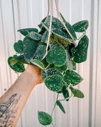 Scindapsus Silvery Ann