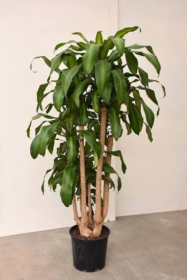 Corn Plant - Dracaena Fragrans "Silver Urchin"