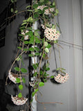 Hoya Mathilde Splash