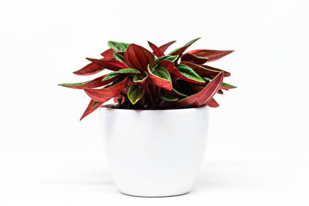 Peperomia Rosso