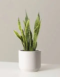 Snake Plant