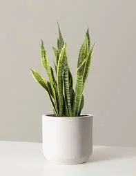 Snake Plant