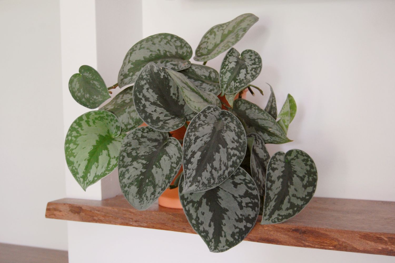 Scindapsus Pictus