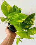 Golden Pothos