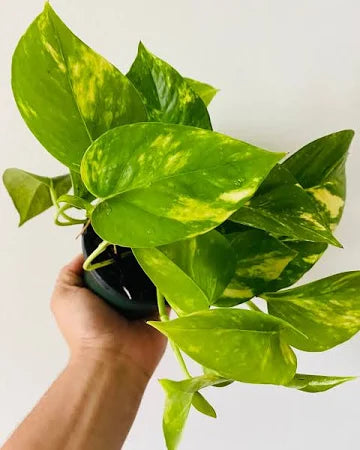 Golden Pothos