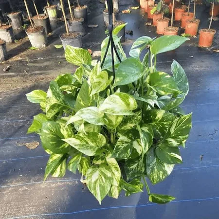 Golden Pothos