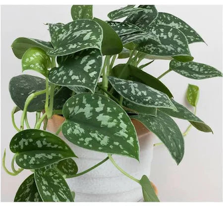 Scindapsus Silvery Ann