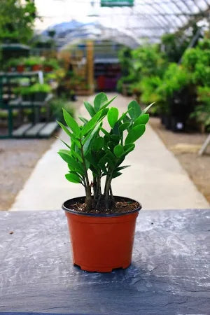 ZZ Plant