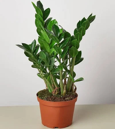 ZZ Plant