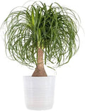 Ponytail Palm