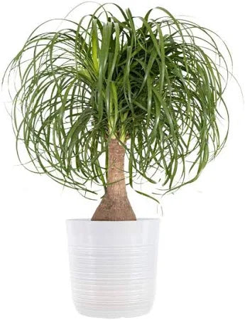 Ponytail Palm