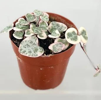 String of Hearts