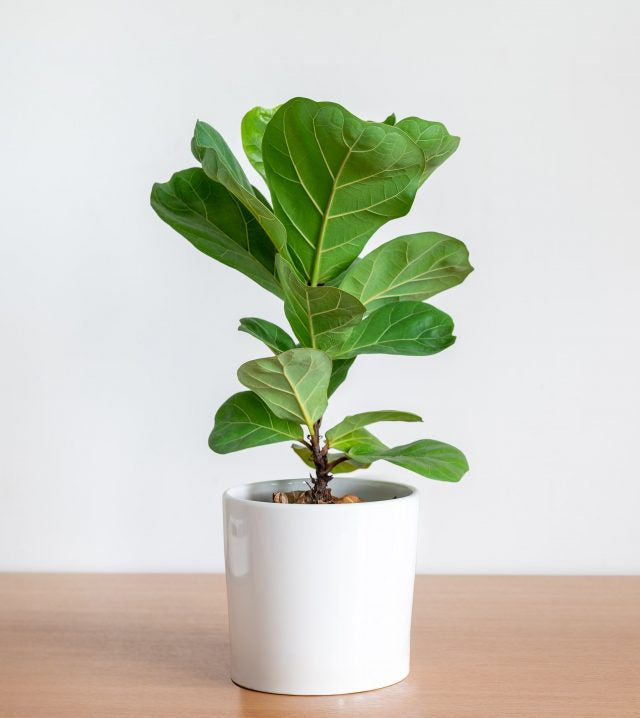 Fiddle Leaf Fig