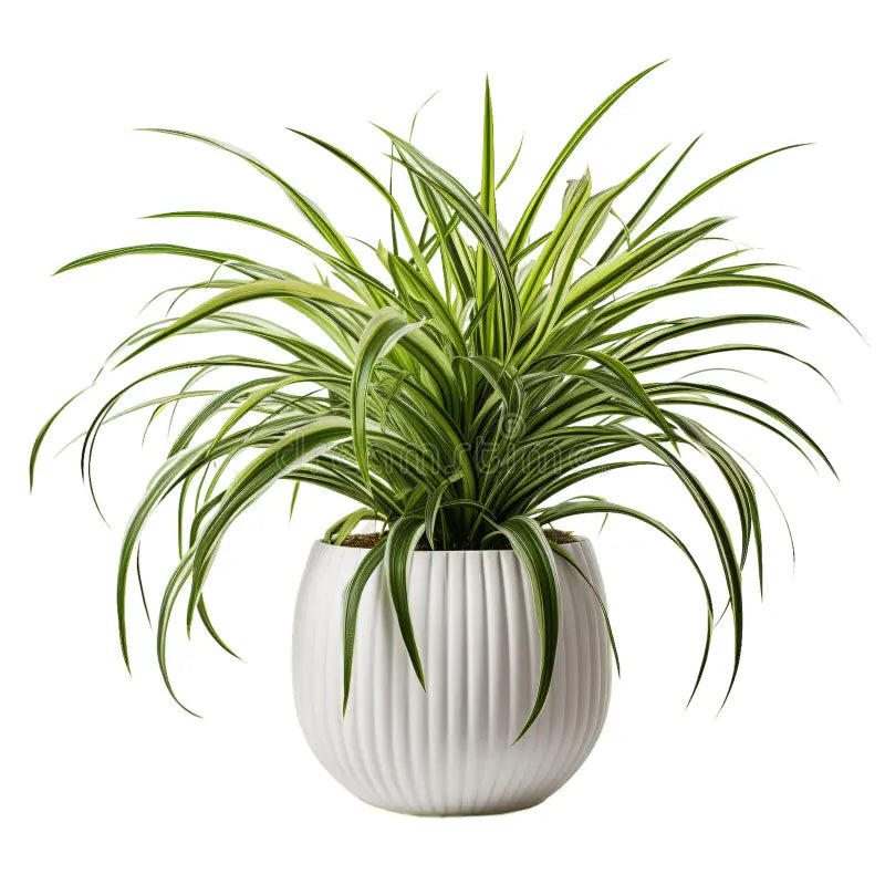 Spider Plant