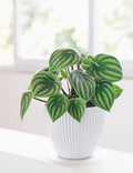 Watermelon Peperomia