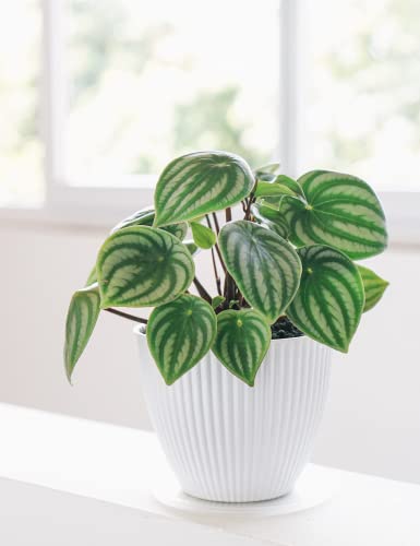 Watermelon Peperomia